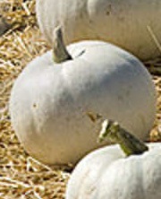 White pumpkins are not so rare anymore and provide the perfect natural background for a bold design