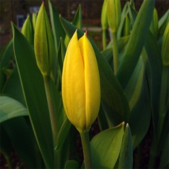 Fosteriana Tulips - Emperor Tulips