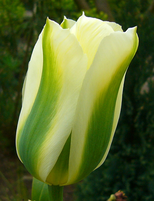 Tulip 'Spring Green'