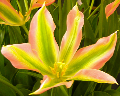 Tulip 'Virichic'
