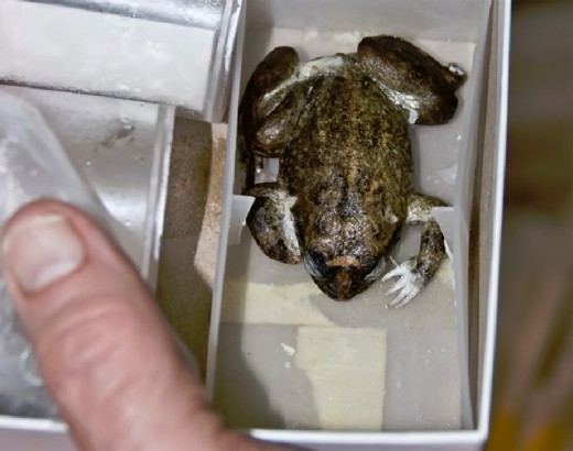 Preserved specimen of Gastric Brooding Frog