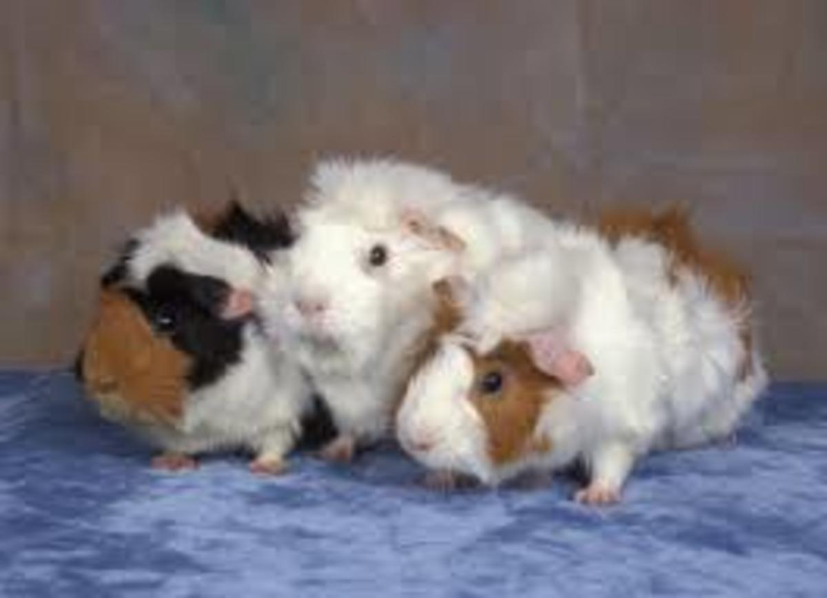 All About Caring for Your Guinea Pig hubpages