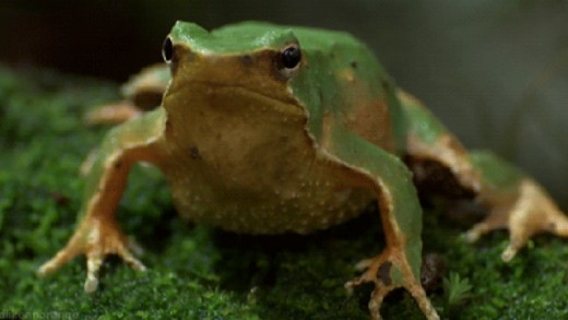 Darwin Frog