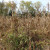 Corn stalks in autumn. Corn stalks in autumn.