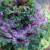 Ornamental kale adds its own color to the fall garden. Ornamental kale adds its own color to the fall garden.
