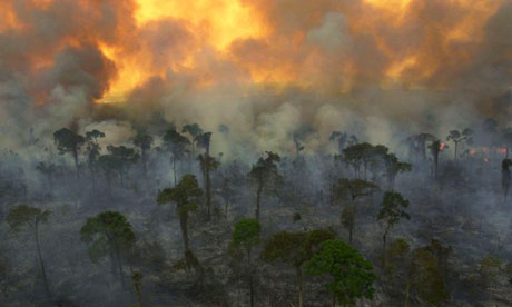 Destruction of the rainforest.
