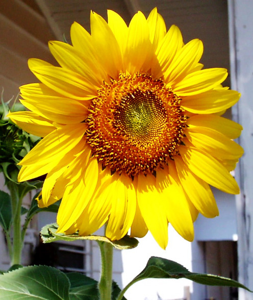 The sun shines through a flower, when a child sees the world around them. All Rights Reserved by Photographer: ladybluewriter