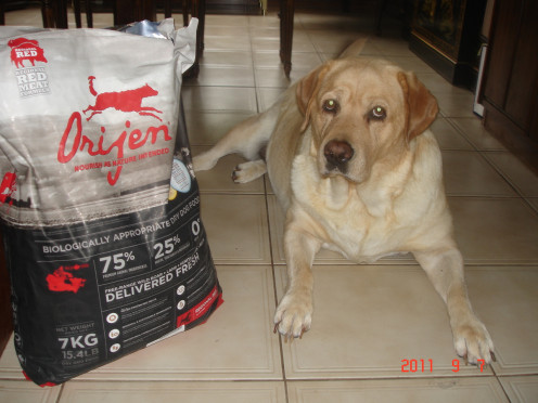Lola, My Golden Lab gets a variety diet of the best dog food, including Orijen, Homemade, and Dehydrated/Freeze Dried Food. Lola, My Golden Lab gets a variety diet of the best dog food, including Orijen, Homemade, and Dehydrated/Freeze Dried Food.