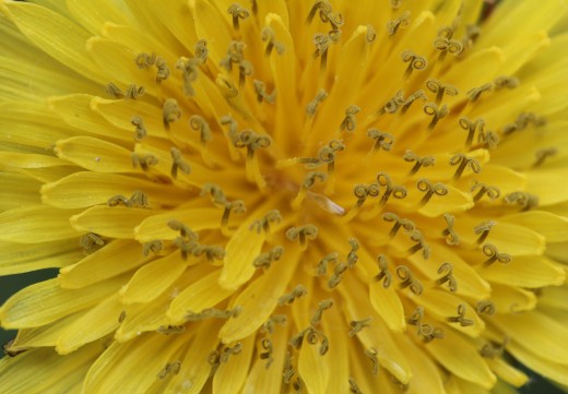 Dandelion (Taraxacum officinale) Flower