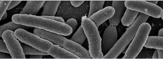 Gut Bacteria
