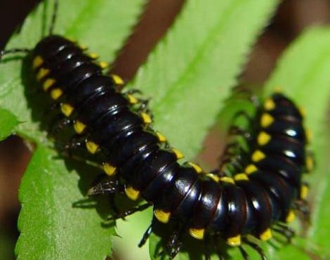 black millipede non poisonous 