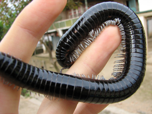 Long millipede with hundreds of legs