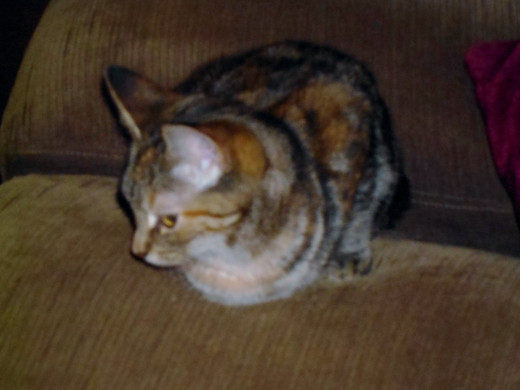Megan