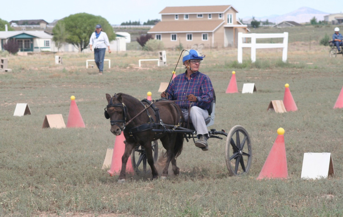 Train Your Miniature Horse to Drive