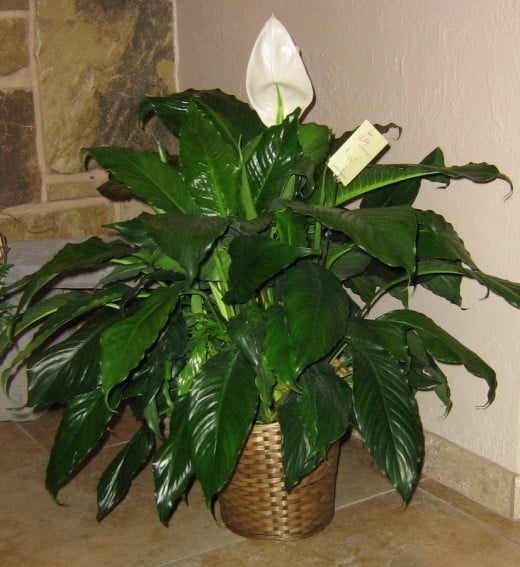How to Take Care of a Peace Lily Dengarden