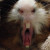 Sonic's ferocious yawn. Sonic's ferocious yawn.