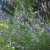 Lavender has calming properties and will attract bees to the garden Lavender has calming properties and will attract bees to the garden