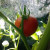 A mini greenhouse, propagator or cloche will give plants an early start A mini greenhouse, propagator or cloche will give plants an early start