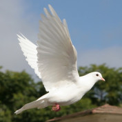 Addison Kwek profile image
