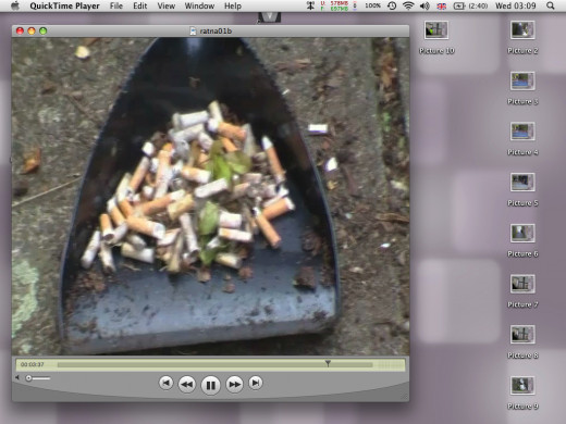 Cigarette butts collected in alleyway.