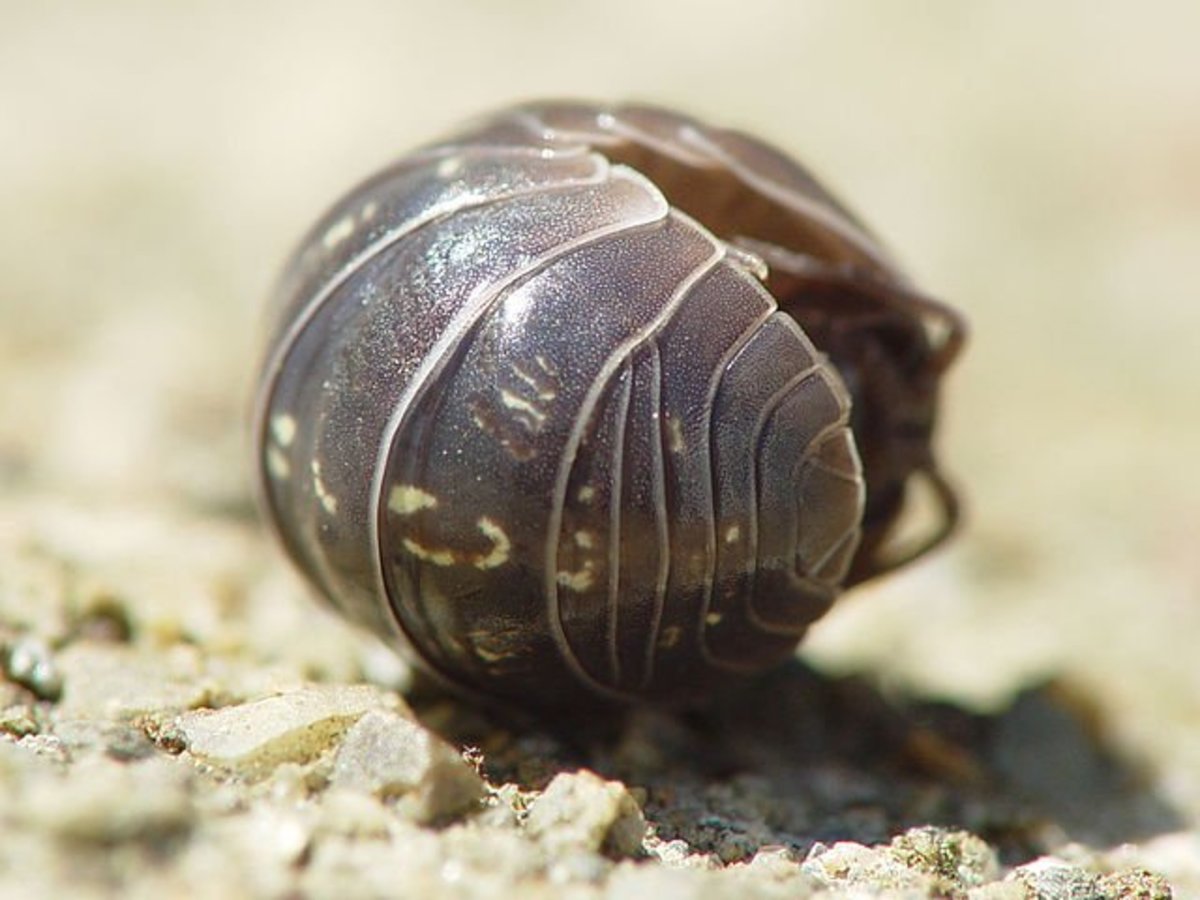 Don T Kill Woodlice Pill Bugs Nature S Recyclers Dengarden