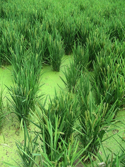 Rice plants. Try wild rice or brown rice with this recipe.