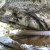 Good example of limestone Good example of limestone