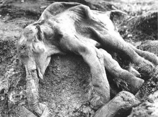 This mammoth calf, Dima, was around 7 months old when she died. Her carcass was recovered in  1977 in northeast Siberia. You can see just how well preserved she was!