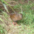 Weka scrounging in the garden Weka scrounging in the garden
