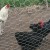The hens have a run attached (covered with wire mesh to stop them escaping), and can reach it via a small opening beneath the wooden wall. Room to stretch their legs and access water early in the mornings. The hens have a run attached (covered with wire mesh to stop them escaping), and can reach it via a small opening beneath the wooden wall. Room to stretch their legs and access water early in the mornings.