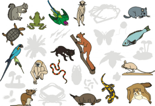 animal-kingdom-classification-hubpages