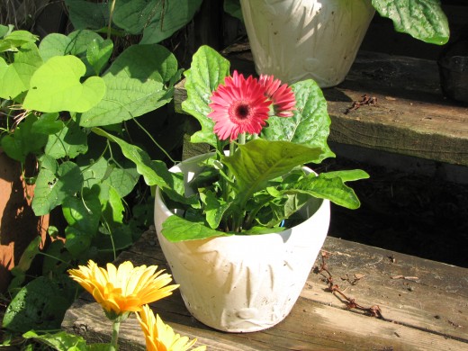 Gerbera Daisies are lovely!