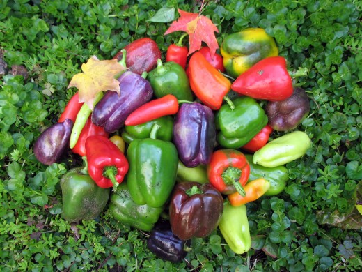 Just about any kind of sweet or hot pepper will do well in a pot in a sunny location.  Choose a pot that it is at least 10" in diameter.