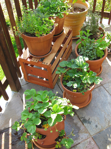 container gardening pictures