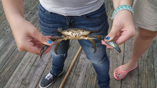A Blue Crab we caught on Sep 2 2013