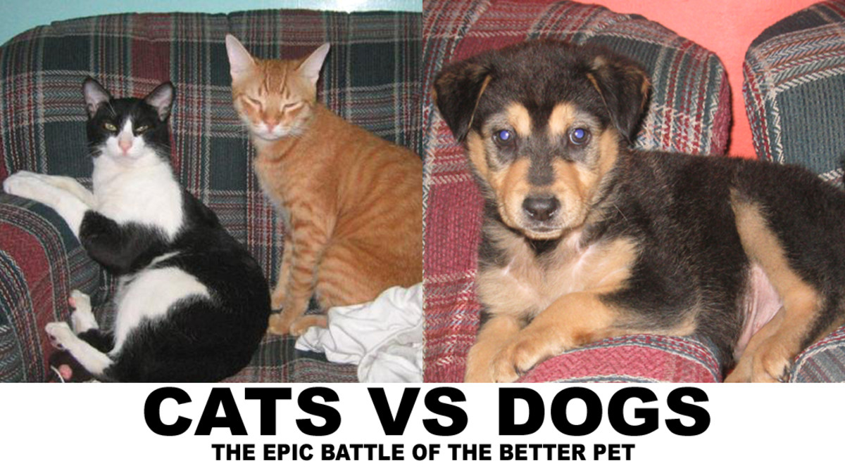 Cats vs Dogs Which makes a better pet? hubpages