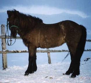 Icelandic horse with winter coat