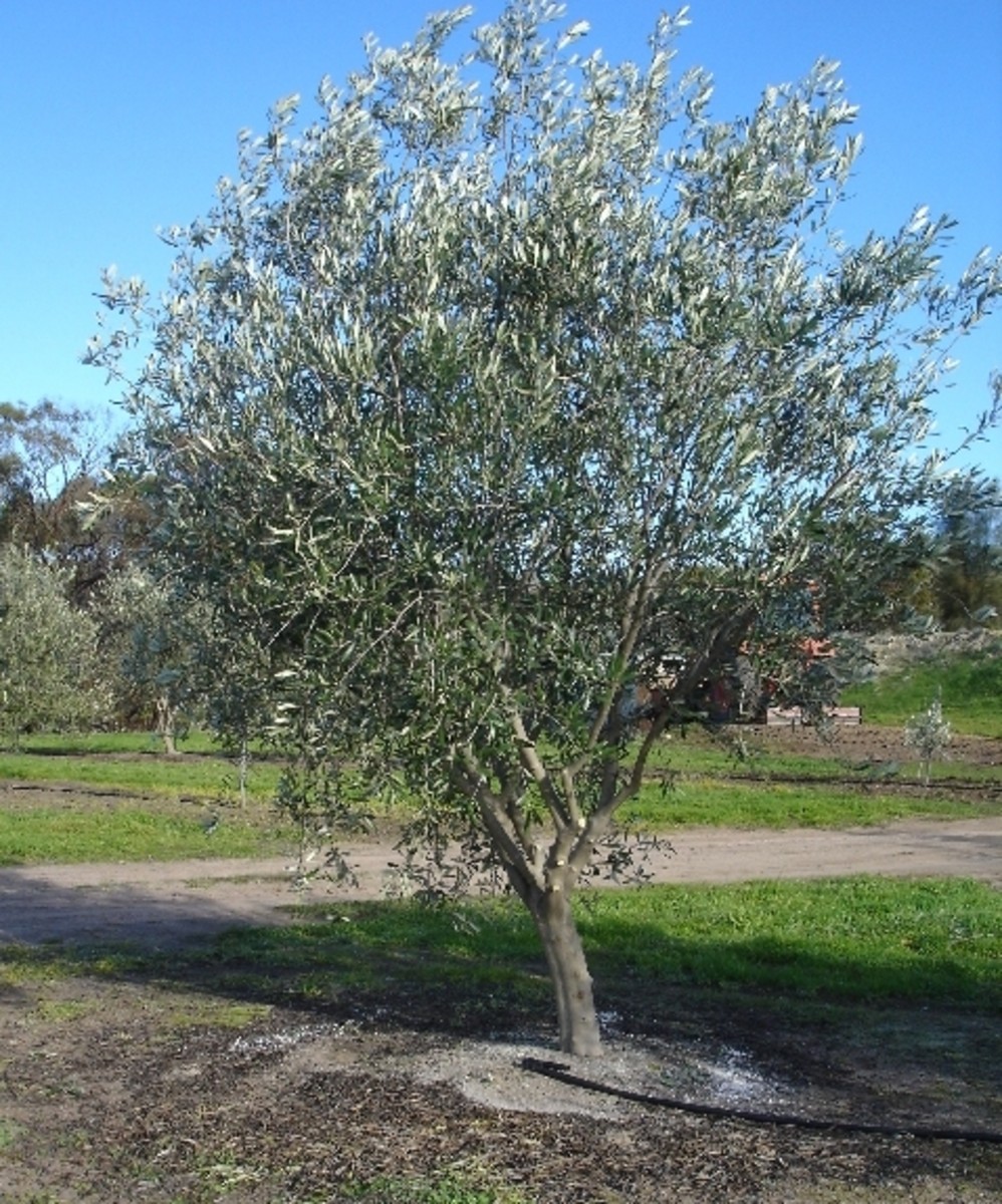 What About Olive Trees? | HubPages