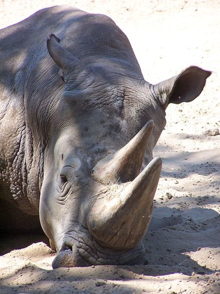The use of rhino horns as aphrodisiac puts them in great peril