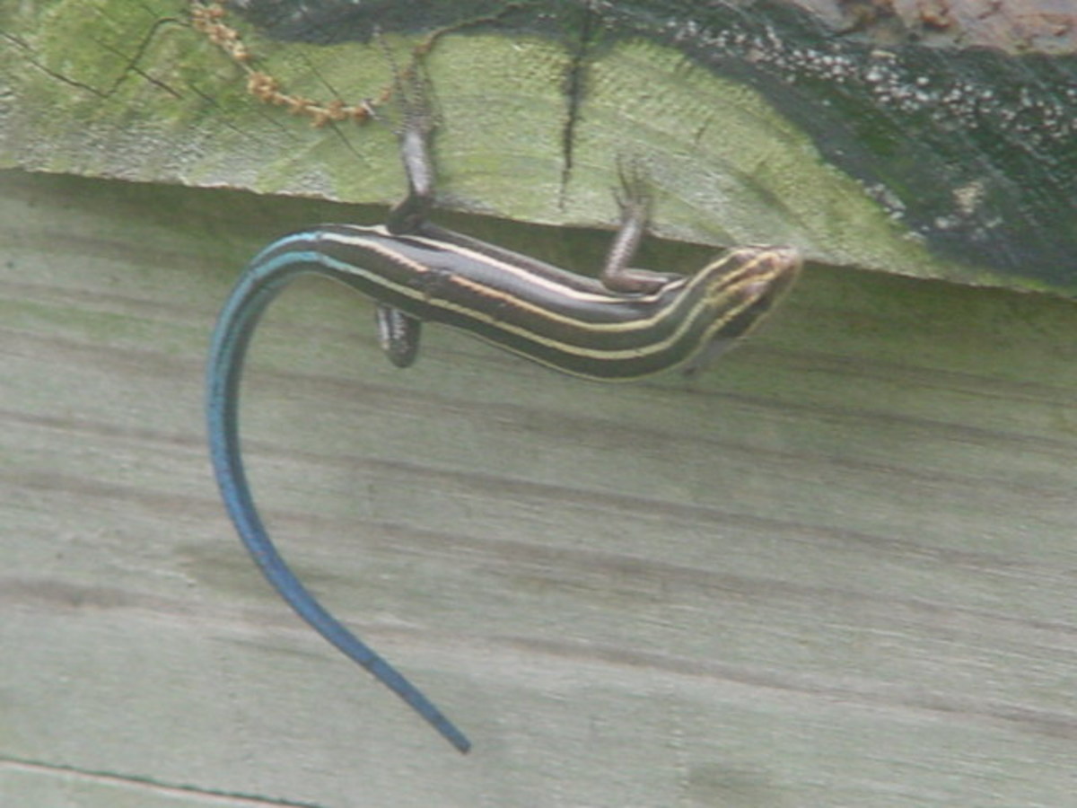 Here's a picture of a female skink