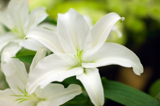 The White Lily signified Joy, Hope and Life.  