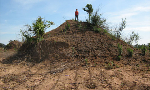 Ant super-colonies