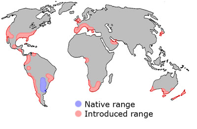 Argentina ant