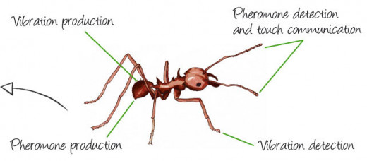 Communication in ants