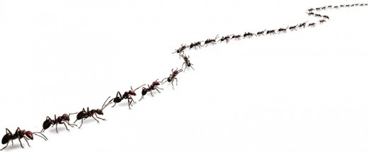 Ants using pheromone