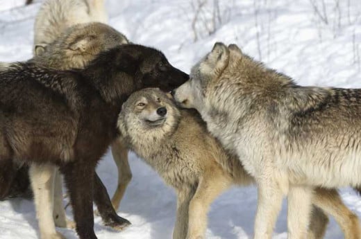 A family of wolves socializing. You will be lucky if you see one of these magnificent animals.