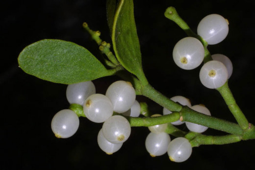 Detail of fruits and leaves of mistletoe.
