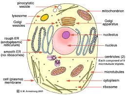 Aerobic Respiration | HubPages