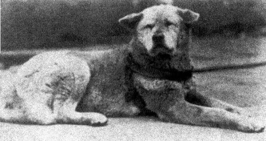 The real Hachiko