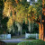 Spanish Moss and Live Oak Spanish Moss and Live Oak